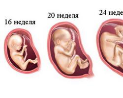 Drugi trimestar trudnoće: harmonija i aktivnost Cistitis i pijelonefritis